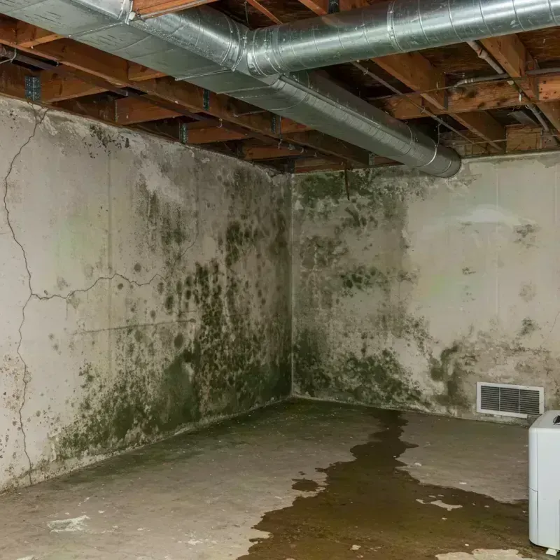 Professional Mold Removal in Richwood, WV